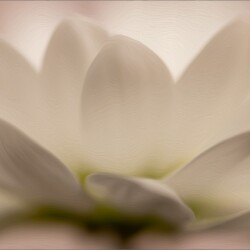 Petals Petals, Maureen Fourie