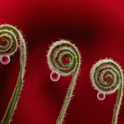 Three curls rose drops Three curls rose drops, Arnold Bester