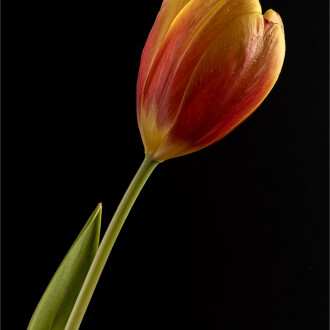 Tulip Tulip, Maureen Fourie