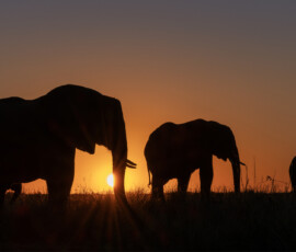 Walking in the sunset Walking in the sunset, Jeanette Smit