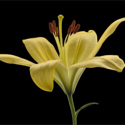 Yellow lily Yellow lily, Arnold Bester