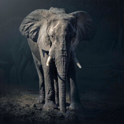 Elephant at night Elephant at night, Jeanette Smit