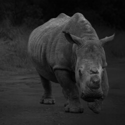 Rhino bw Rhino bw, Jeanette Smit