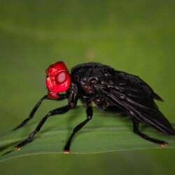 Redhead Fly Redhead Fly, Arnold Bester