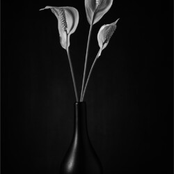 Lily Trio in Vase Lily Trio in Vase, Arnold Bester