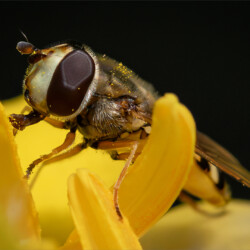Syrphid fly Syrphid fly, Belinda Ueckermann