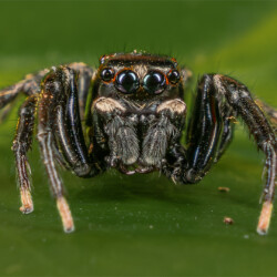 Micro Predator Micro Predator, Belinda Ueckermann