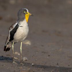 Yellow-throated Lapwing Yellow-throated Lapwing, Belinda Ueckermann