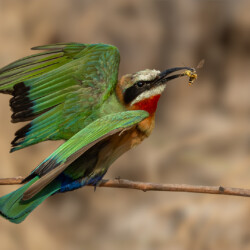 Caught Caught, Belinda Ueckermann