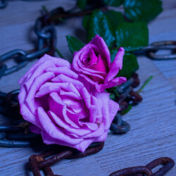 Beauty Chained Down Beauty Chained Down, Natashaj Gerber