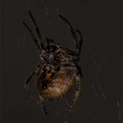 Charlottes web Charlottes web, Andries Francois Botha