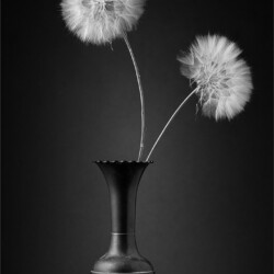 Double Dandy, Arnold Bester