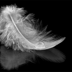 Feather drop, Arnold Bester