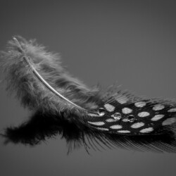 Guineafowl Feather bw, Arnold Bester