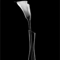 Single Lily, Arnold Bester