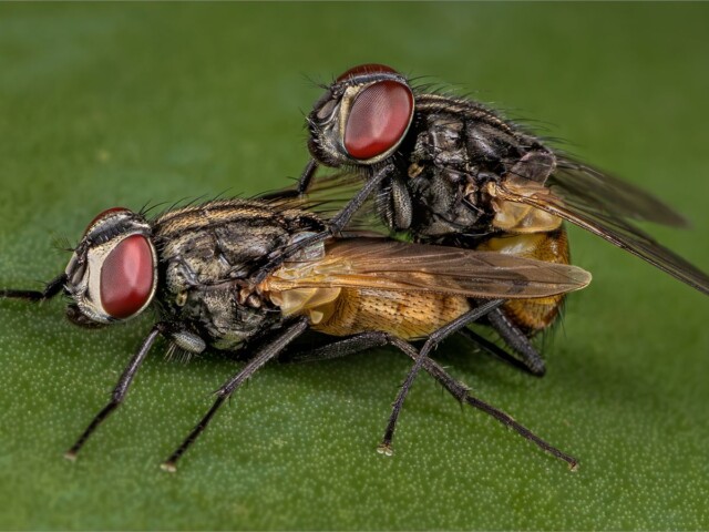 A Fly Affair A Fly Affair, Belinda Ueckermann