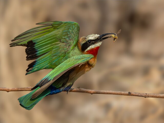 Caught Caught, Belinda Ueckermann