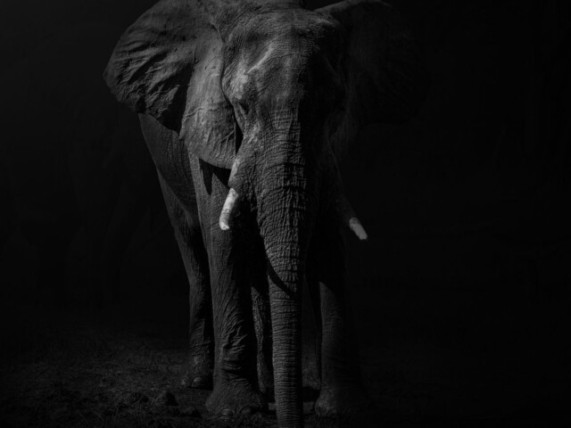 Elephant at Night Bw Elephant at Night Bw, Jeanette Smit