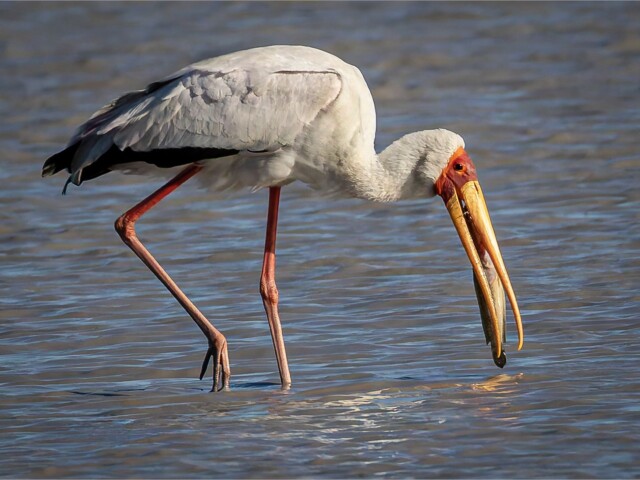 Fish Too Big to Eat Fish Too Big to Eat, Jeanette Smit