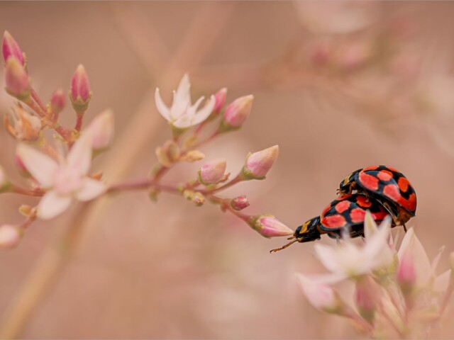 In the Soft Light of Spring In the Soft Light of Spring, Belinda Ueckermann