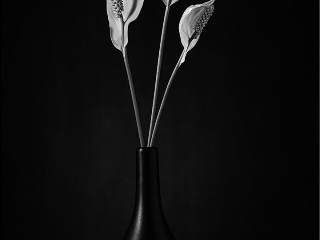 Lily Trio in Vase Lily Trio in Vase, Arnold Bester