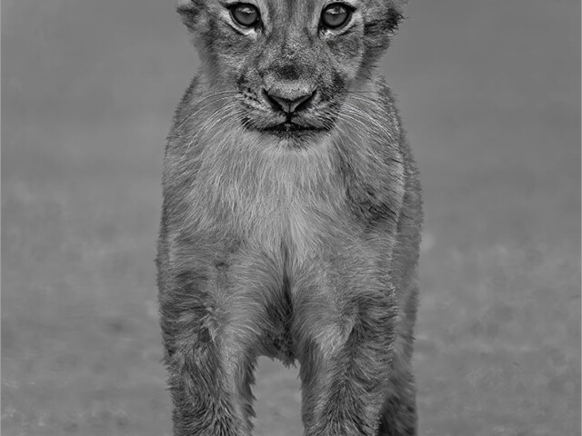 Lion cub Lion cub, Belinda Ueckermann