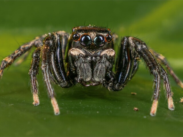 Micro Predator Micro Predator, Belinda Ueckermann