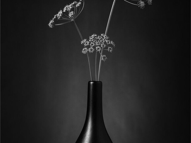 Parsley Flowers in Vase Parsley Flowers in Vase, Arnold Bester