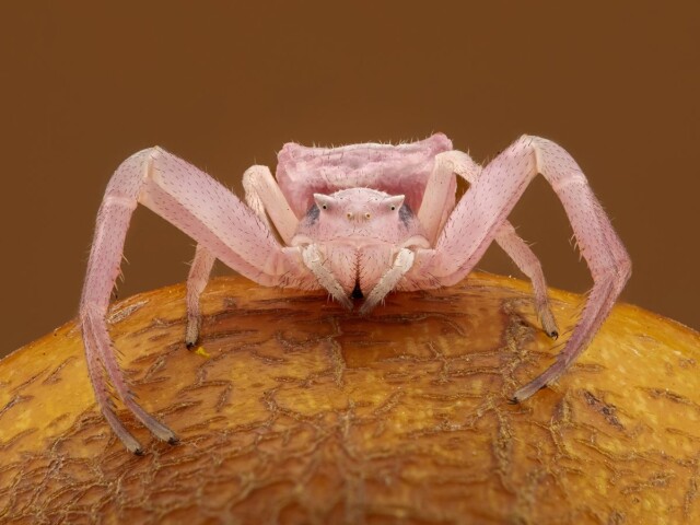 Pink Crabspider on Rose pod Pink Crabspider on Rose pod, Arnold Bester