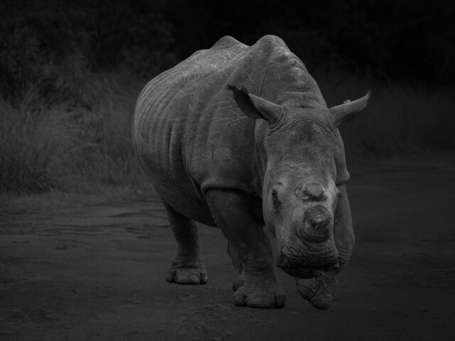 Rhino Bw Rhino Bw, Jeanette Smit