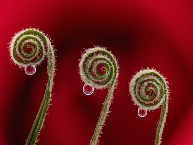 Three curls rose drops Three curls rose drops, Arnold Bester