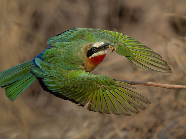 White fronted bee eater with bee White fronted bee eater with bee, Belinda Ueckermann