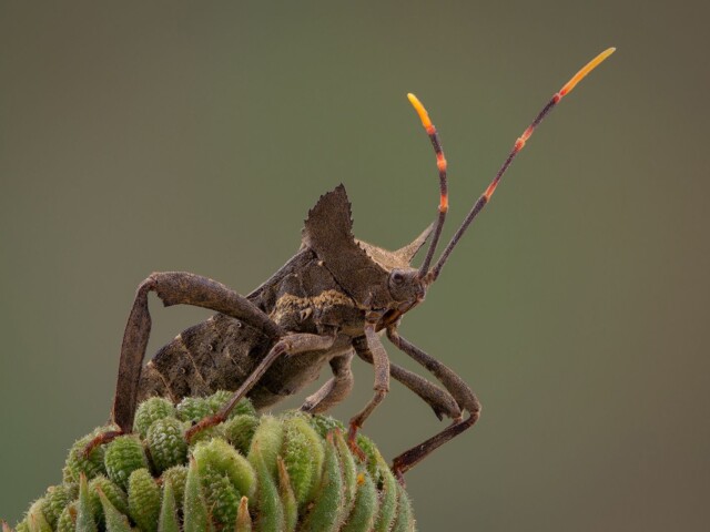 Wilter Bug Wilter Bug, Arnold Bester