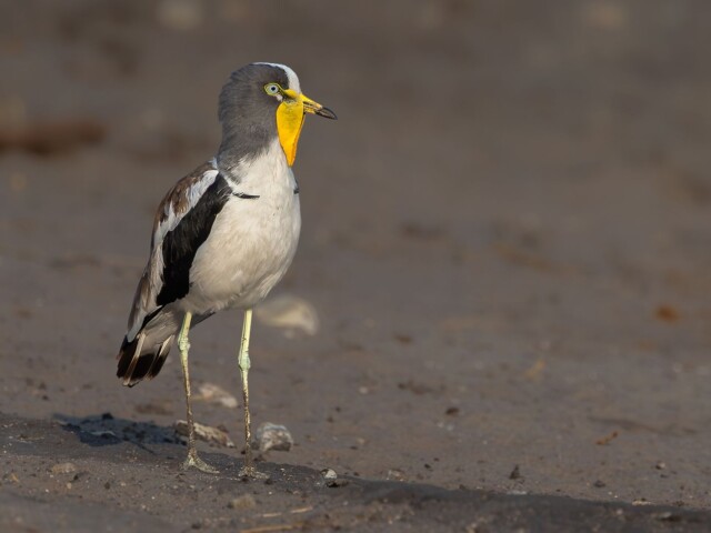 Yellow throated Lapwing Yellow throated Lapwing, Belinda Ueckermann