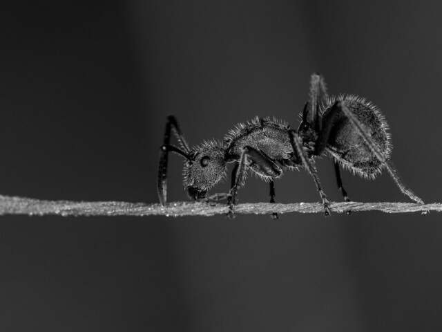 Black Ant bw Black Ant bw, Arnold Bester