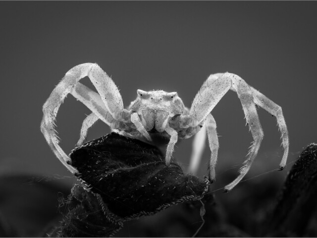 Crabspider BW Crabspider BW, Arnold Bester