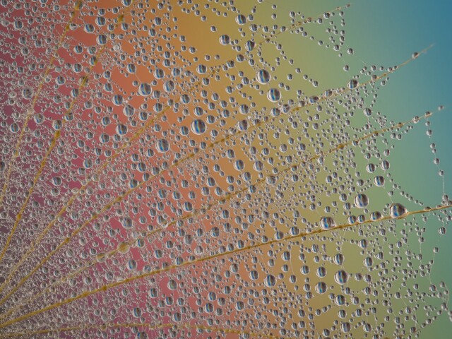 Dandelion Droplets Refraction Dandelion Droplets Refraction, Arnold Bester