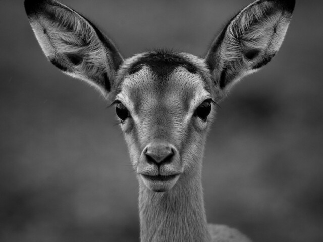 Impala portrait Impala portrait, Arnold Bester