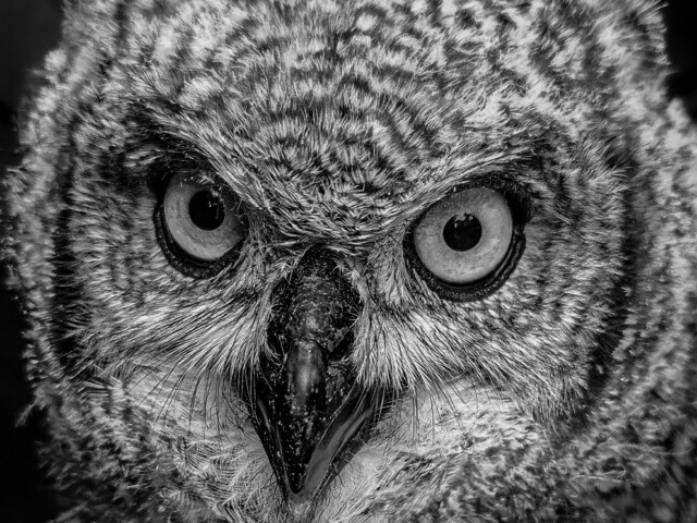 Runty The Baby Owlet Runty The Baby Owlet, Linda Stedman