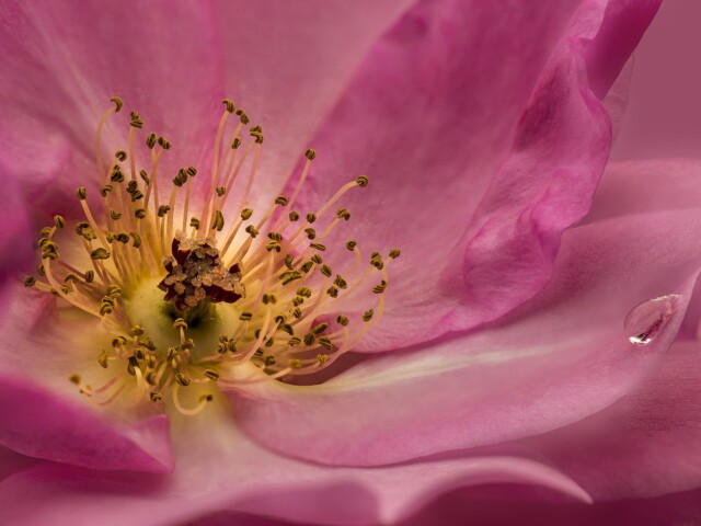 The Rose The Rose, Anita Bester