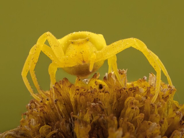 Yellow Crabspider on Flower Yellow Crabspider on Flower, Arnold Bester
