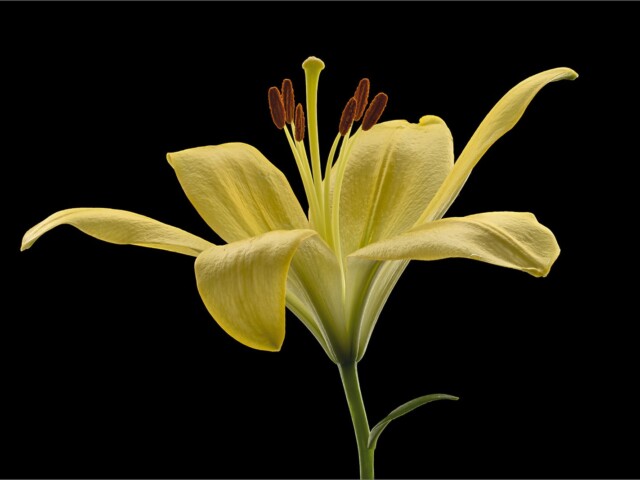 Yellow lily / Buy myself flowers Yellow lily / Buy myself flowers, Arnold Bester