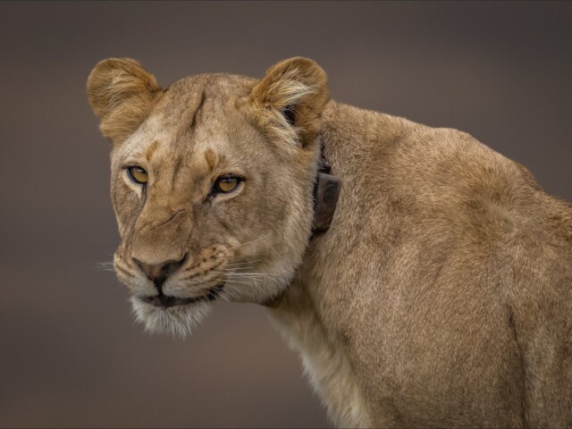 Lion portret Lion portret, Jeanette Smith